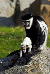 Colobe guéréza , avec son jeune, Colobus guereza, Afrique