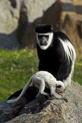 Colobe guéréza , avec son jeune, Colobus guereza, Afrique