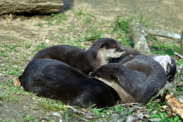 Loutre cendrée asiatique , Aonyx cinerea