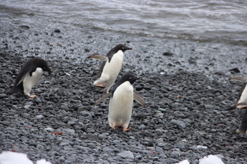 Naklejka premium Adelie Penguins (Pygoscelis adeliae) on the beach at Brown Bluff, Antarctica.