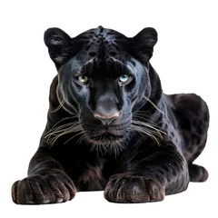 Foto op Plexiglas Black panther lying in natural pose isolated on white background, photo realistic © Pixel Pine