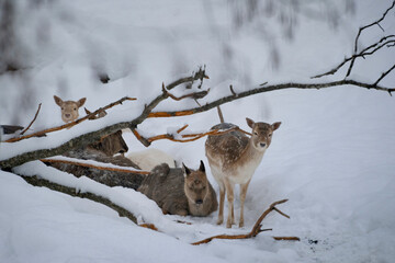 Deer on snowy day