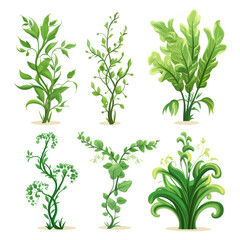 Fototapeta na wymiar vector illustration of ornamental plants isolated on a white background,in different poses