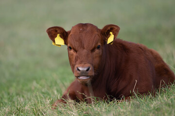 Resting cow