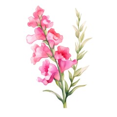 Snapdragon flower watercolor illustration. Floral blooming blossom painting on white background