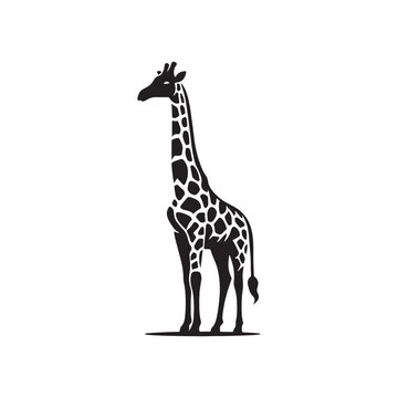 Silhouetted Majesty: Giraffe Silhouettes Standing Proud, Conveying the Grandeur of Nature's Architecture - Giraffe Illustration - Giraffe Vector

