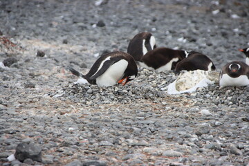 Gentoo Penguin (Pygoscelis papua) nesting at Brown Bluff, Antarctica.