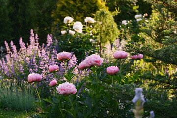 perennial flowers in summer - catmint (nepeta) and peony blooming together. Beautiful plants...