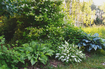 various hostas growing in summer garden. Perennial for shady spaces.