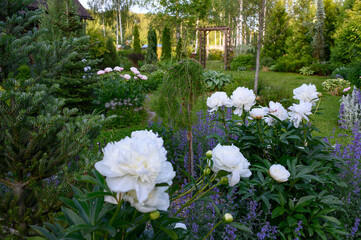 white peonies blooming with nepeta (catmint) in beautiful natural cottage garden
