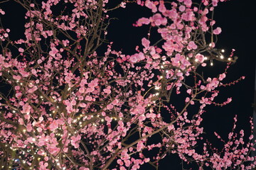 押上スカイツリー周辺　梅の花イルミネーション