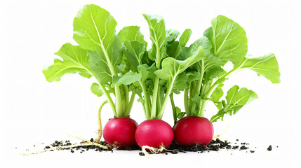 Radish isolated on white isolated white background