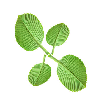 beautiful green leaves of Dillenia obovate leaves (Blume) Hoogland, simpoh leaves (Dillenia suffruticosa, simpoh air) isolated on a white background.