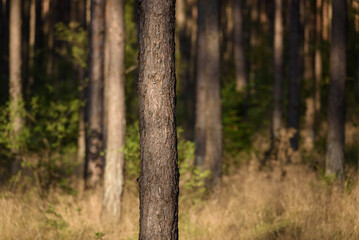 Obraz premium FOREST - Pine landscape in the sunlight