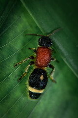 black and yellow beetle