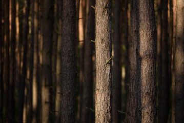 FOREST - Pine landscape in the sunlight
