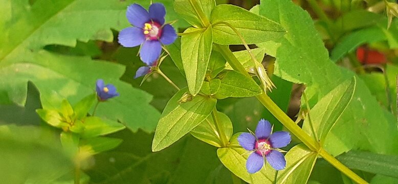 Blue Lysimachia Foemina Flowers Full Bloom on Green Leaves Background