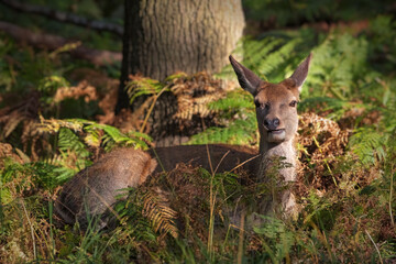 Deer relaxing in Richmond Park in London