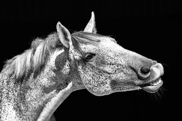Horse portrait of grey speckled horse
