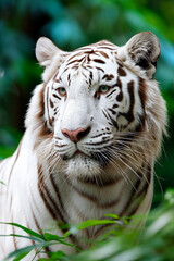 portrait of a white tiger in the wild. Selective focus.