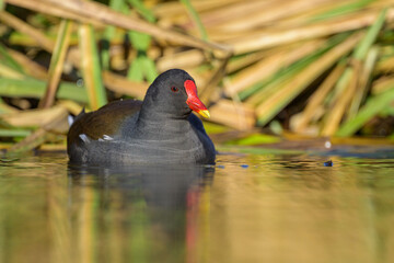 An adult common moorhen swimming in pond