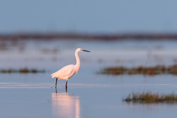 Little egret walking in the water during sunrise