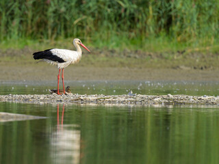 A White Stork standing near a pond