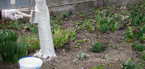 Fototapeta premium a male farmer covers a tree trunk with protective white paint against pests.