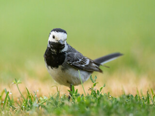 A White Wagtail running on a meadow