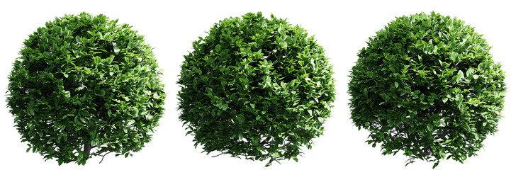Buxus sempervirens round bush isolate transparent background.3d rendering PNG - obrazy, fototapety, plakaty