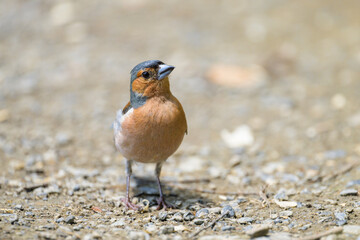 A male Common Chaffinch standing on the ground