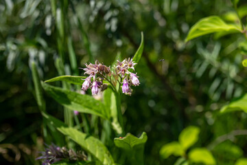 Common comfrey or Symphytum officinale blooming in summer. Harvested for its medicinal properties.