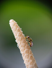 Selective focus of fruit fly on a flower bud