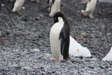Adelie Penguin (Pygoscelis adeliae), Brown Bluff, Antarctica.