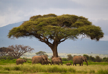 Stado słoni w Parku Narodowym Amboseli Kenia - obrazy, fototapety, plakaty