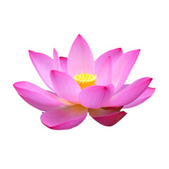 Pink lotus flower blooming, isolated on a white background.