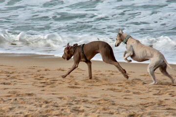 Obraz na płótnie Canvas Two dogs, a greyhound and a Weimaraner play and have fun on the Vao beach, Vigo, Pontevedra, Galicia, Spain