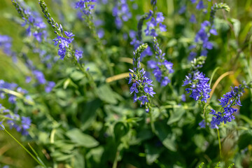Veronica persica, commonly known as veronica officinalis Purple flowers in a meadow near a lake during the flowering period