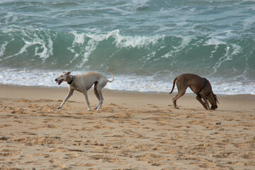 Two dogs, a greyhound and a Weimaraner play and have fun on the Vao beach, Vigo, Pontevedra, Galicia, Spain
