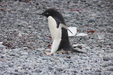 Fototapeta premium Adelie Penguin (Pygoscelis adeliae), Brown Bluff, Antarctica.