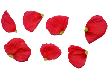 Vivid red color petals. Poppy flowers petals png. Flower petals elements. 