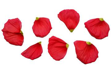 Vivid red color petals. Poppy flowers petals png. Flower petals elements. 