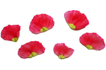 Vivid red color petals. Poppy flowers petals png. Flower petals elements. 