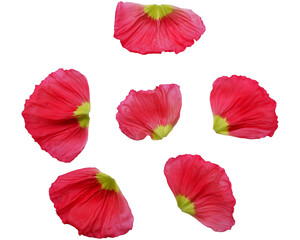 Vivid red color petals. Poppy flowers petals png. Flower petals elements.  © Lala