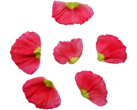 Vivid red color petals. Poppy flowers petals png. Flower petals elements. 
