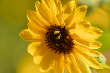 A yellow and black bumblebee searches a matching yellow common sunflower for pollen and nectar on a...