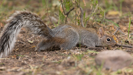 Naklejka na ściany i meble An Arizona Grey Squirrel buries an acorn in the leaf litter below the trees at the Paton Center for Hummingbirds in Patagonia Arizona USA.