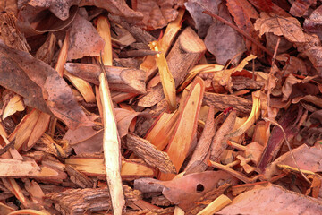 red and yellow chopped sawdust and  dry leaves, small cut wood, in the garden.