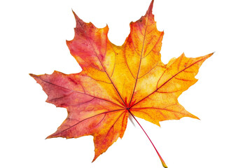 Colorful Autumn Maple Leaf Isolated on Transparent Background