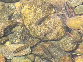 Fish on the rocks in the river 